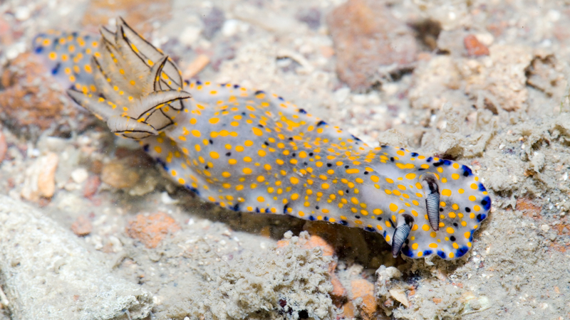 Illustration for article titled Striking Photographs Of Sea Slugs Expose The Alien World Under the Sea